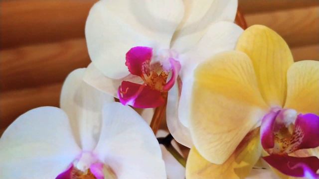 Жара позаду🍁Особливості цвітіння орхідеї влітку на прикладі фаленопсиса phalaenopsis golden beauty смотреть онлайн