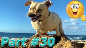 Подборка видео с забавными животными апрель 2024. Part 30 #собаки #кошки #животные  #юмор #смех
