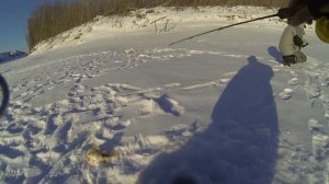 БАГОР РАЗОГНУЛО!!! ГОЛОВУ ОТОРВЕМ СЕЙЧАС. Рыбалка на комбайны. Килограммовые окуни. Крупный окунь.