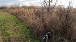 Охота с дратхаар, просто короткая охота :)