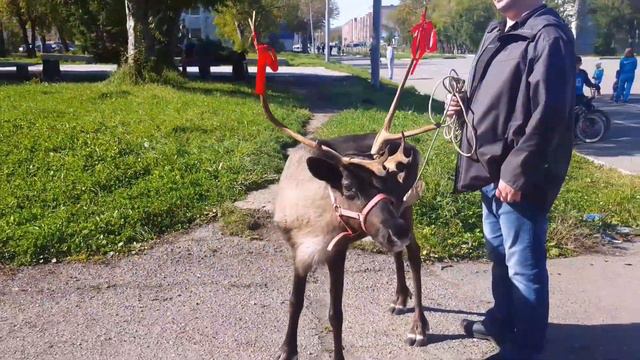 Так вот ты какой Северный Олень))) смотреть онлайн