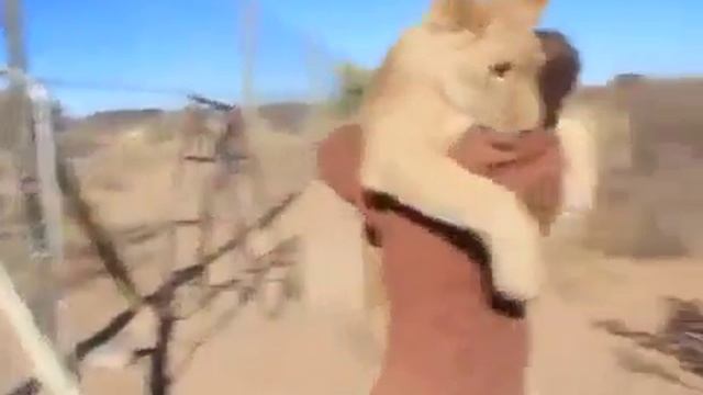 Лев нашол своего хозяина долгих лет смотреть онлайн