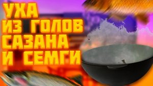 Уха из голов сазана и семги!