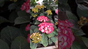 Гортензии Адула пинк, Элфи, Кан Кан Розе.