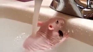Лысая крыса принимает душ. Нет, серьезно!
