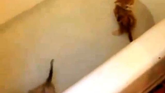 Kittens bathe! Котята купаются! смотреть онлайн