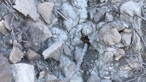 Крымская фаланга (сольпуга)