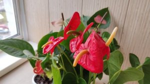 Мужское Счастье (Антуриум) Уход в Сентябре