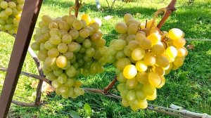 Виноград ВОСТОРГ.