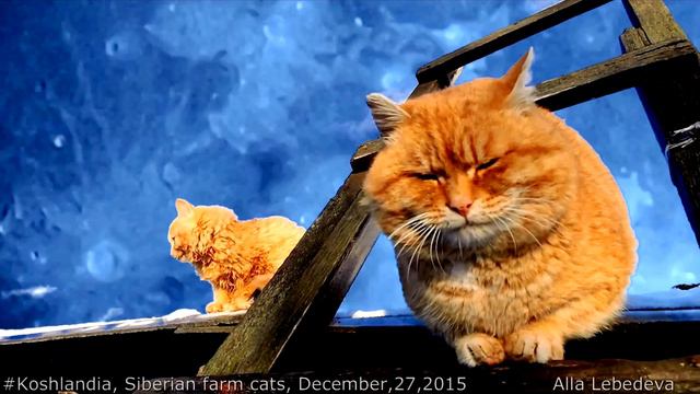 Siberian farm cats are swimming in the Lunar Sea Christmas Tale Кошки на Луне Новогодняя сказка