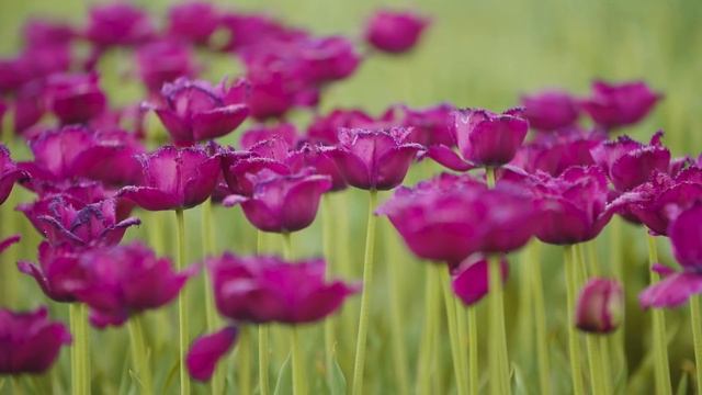 ? КРАСИВАЯ ПРИРОДА и ПОЛЕВЫЕ ЦВЕТЫ на лугу ~ Красивое видео и Звуки природы для релаксации ?