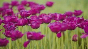 ? КРАСИВАЯ ПРИРОДА и ПОЛЕВЫЕ ЦВЕТЫ на лугу ~ Красивое видео и Звуки природы для релаксации ?