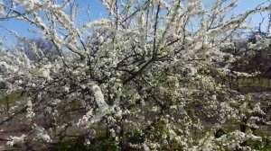 ЦВЕТЁТ АЛЫЧА ДЕСЕРТНАЯ РАННЯЯ