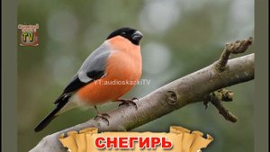 Изучаем слова. Птицы. Обучающее видео для детей.