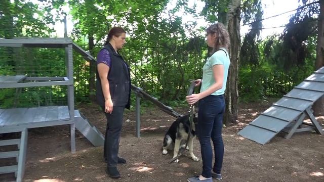 ДТ-191. Атакующая восточно-европейская овчарка. Подбор методики, коррекция на месте смотреть онлайн