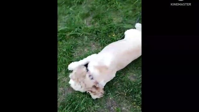 Моя собака Нала.mp4 смотреть онлайн