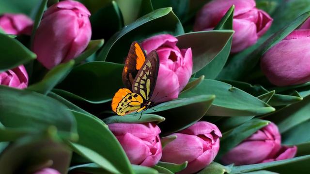 Весенний проект для ProShow Producer 9 смотреть онлайн