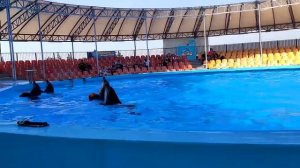 Театр студия детской песни "Ладушки" - Так держать!