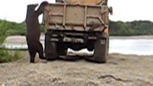 Дикая природа России КАМЧАТКА