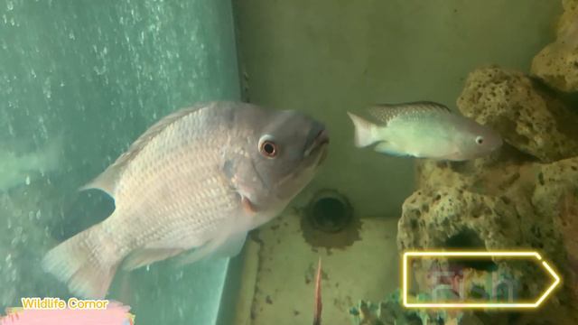 Amazing Animal Moments With Soothing Sounds: Elephant, Lynx, Ostrich, Cat, Dog - World Animals смотреть онлайн