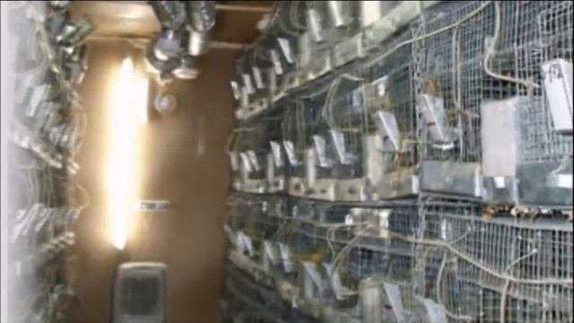 Шиншилловая ферма - Ретас. Семейный бизнес с нуля. Продажа шиншилл