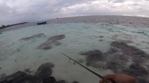 Shore casting using DUO Terrif DC 7 Bullet - Barracuda