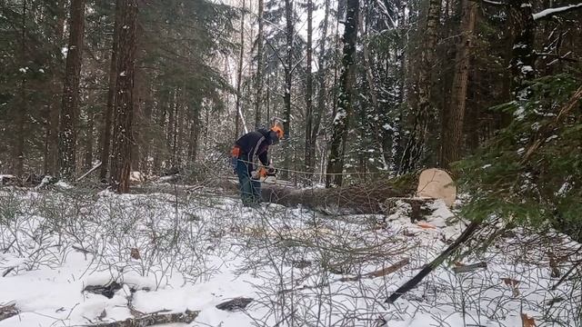 Расщепило осину // Срезал одну - упало две ?// Валка леса // Stihl ms361