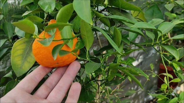 Декопон (Dekopon, citrus Sumo) / Тангор Ортаник (Tangor Ortanique)