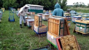 Отбор магазинов с мёдом. Быстрый способ выдуваем пчёл.