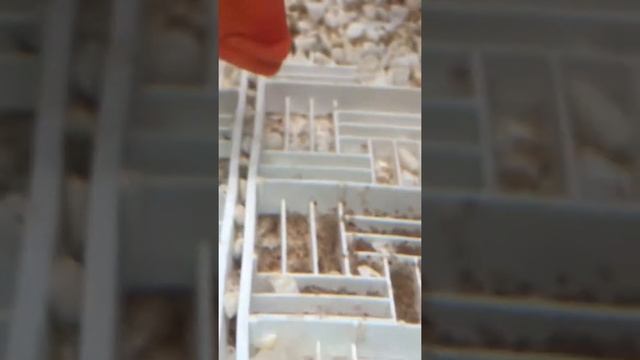 Американские цихлиды. Как выглядит икра и мальки рыб. Наш аквариум :) смотреть онлайн