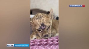 Маленькую львицу из Уфы, которую пытались продать в интернете, приняли в подмосковном парке