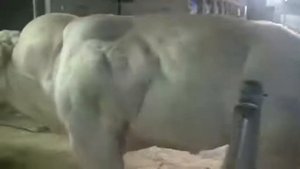 Бычки  самые большие