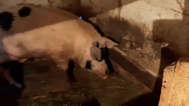 Андрей Новиков на помощь!!! смотреть онлайн