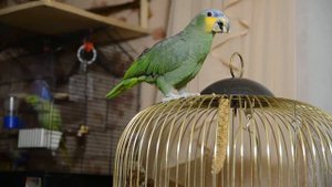 Приучение Амазона к кликеру