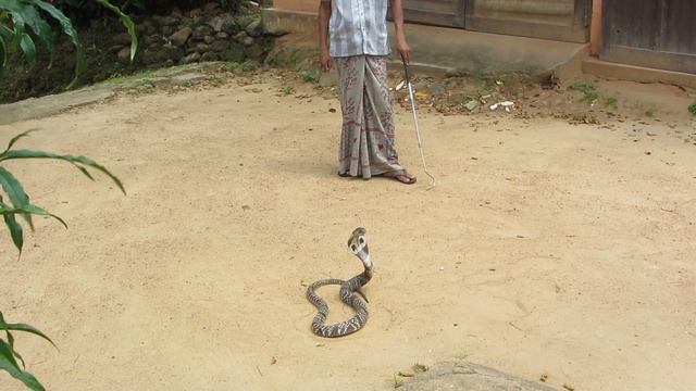 нападение кобры смотреть онлайн