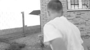 СОБАКА НАПАЛА НА КОШКУ ПРИКОЛЫ мяукают лают и дерутся против звуки на цепи покусала
