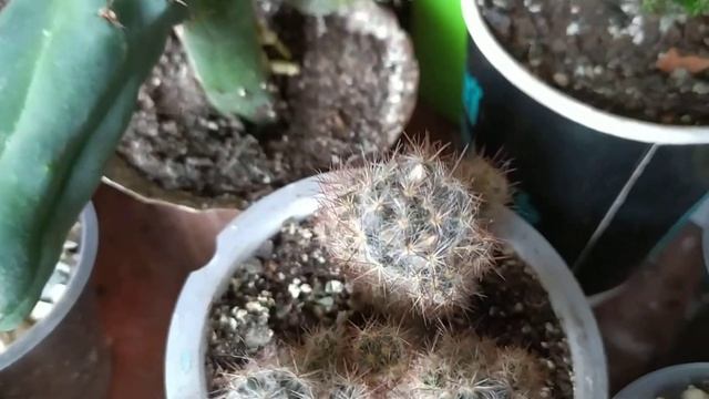 Маммилярии цветут!!! Очень красиво... смотреть онлайн