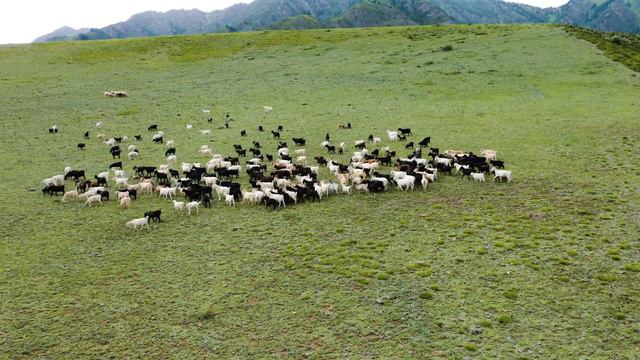 Горный Алтай. Река Катунь. Горы. Альпийские луга. Релакс | Katun river, mountain river смотреть онлайн