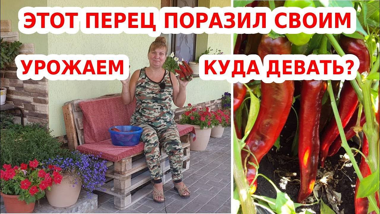 Урожайный сорт переца какаду// Лучшие сорта сладкого перца в 2021 году
