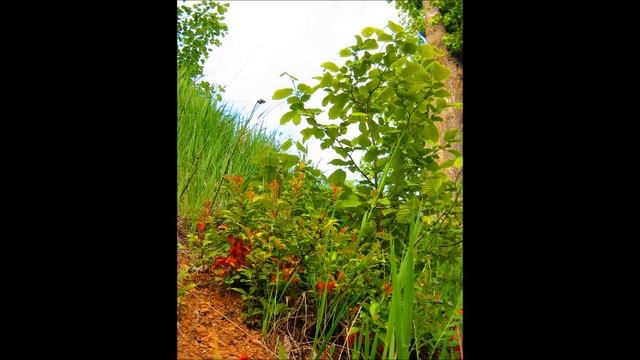 Фотографии усадьбы и окрестностей деревни Закатово в период 2006 - 2009 годов. смотреть онлайн