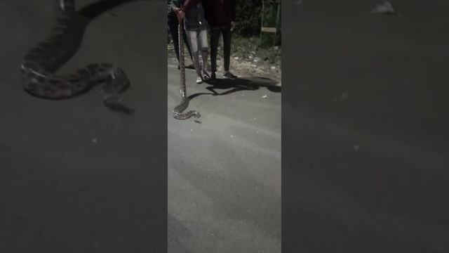 20 feet long indian Rock Python(Ajgar) rescue