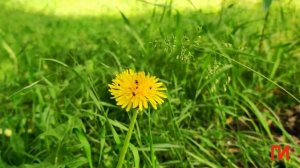 Я к Вам травою прорасту _ Г.Шпаликов