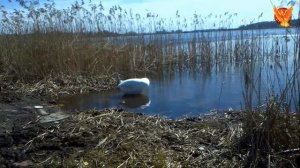 А на Чистых прудах БЕЛЫЙ ЛЕБЕДЬ Плывёт ! (оз.Совхозное)
