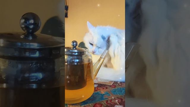 Кот чешется на обеденном столе смотреть онлайн