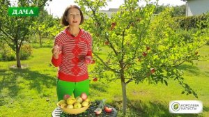 ?Как правильно собирать яблоки и закладывать на зимнее хранение?