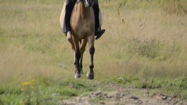 Морошка.Башкирская порода. Продаётся. смотреть онлайн