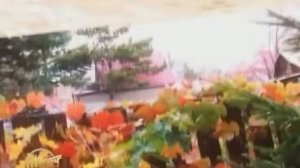 Интрига в саду.Кемерово.ландшафтный дизайн