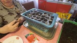 Крутим пеленки для перца и огурцов. Семена в пеленки.