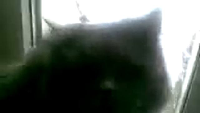 Кошка лапами ломает окно жесть! смотреть онлайн