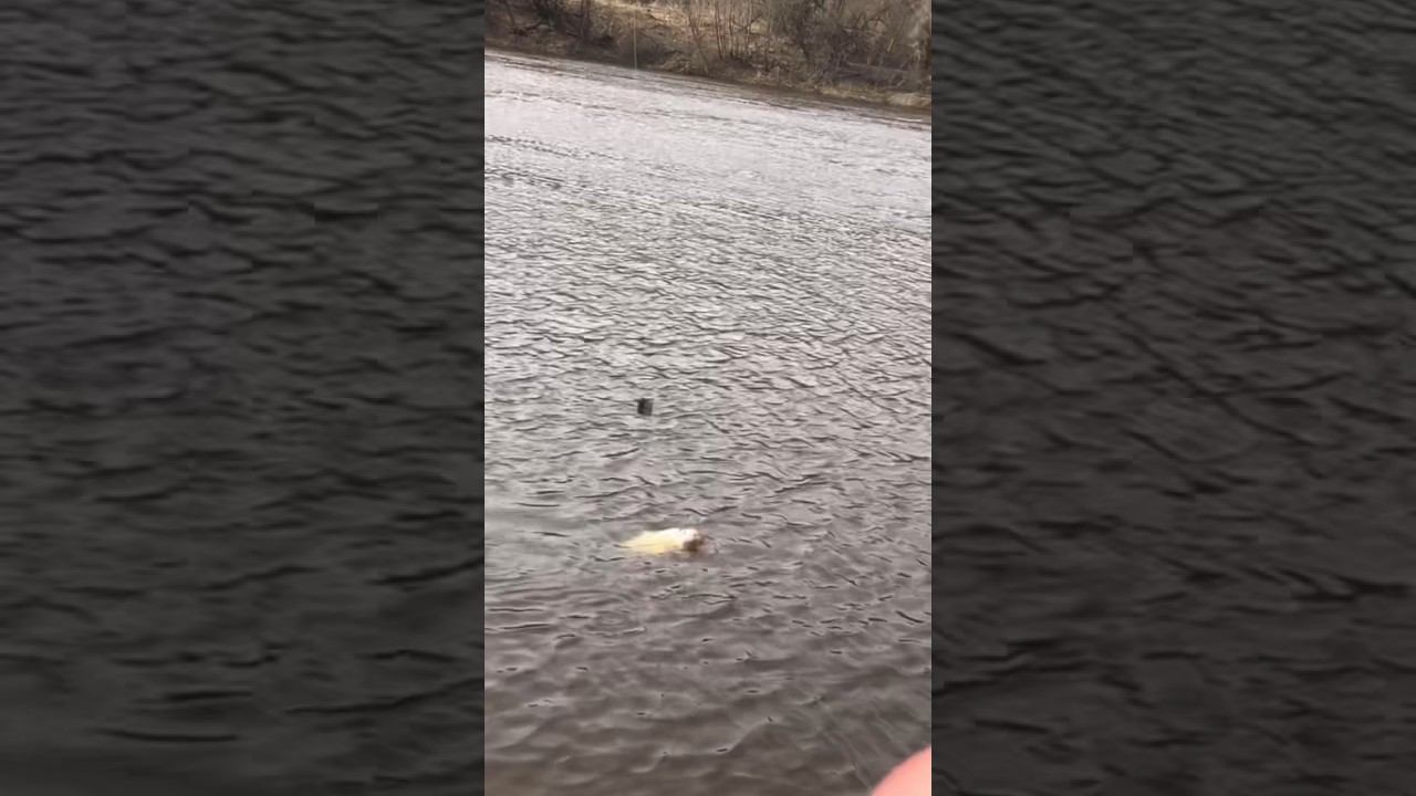 ВЕСЕННИЙ ЛЕЩ на РЕКЕ смотреть онлайн